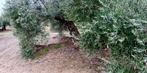 olivo grande en un campo de olivos con hojas muy verdes y aceitunas