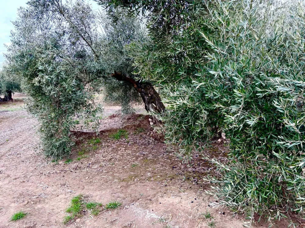 olivo grande en un campo de olivos con hojas muy verdes y aceitunas