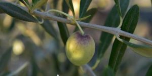 aceitunas en árbol con hojas-imagen