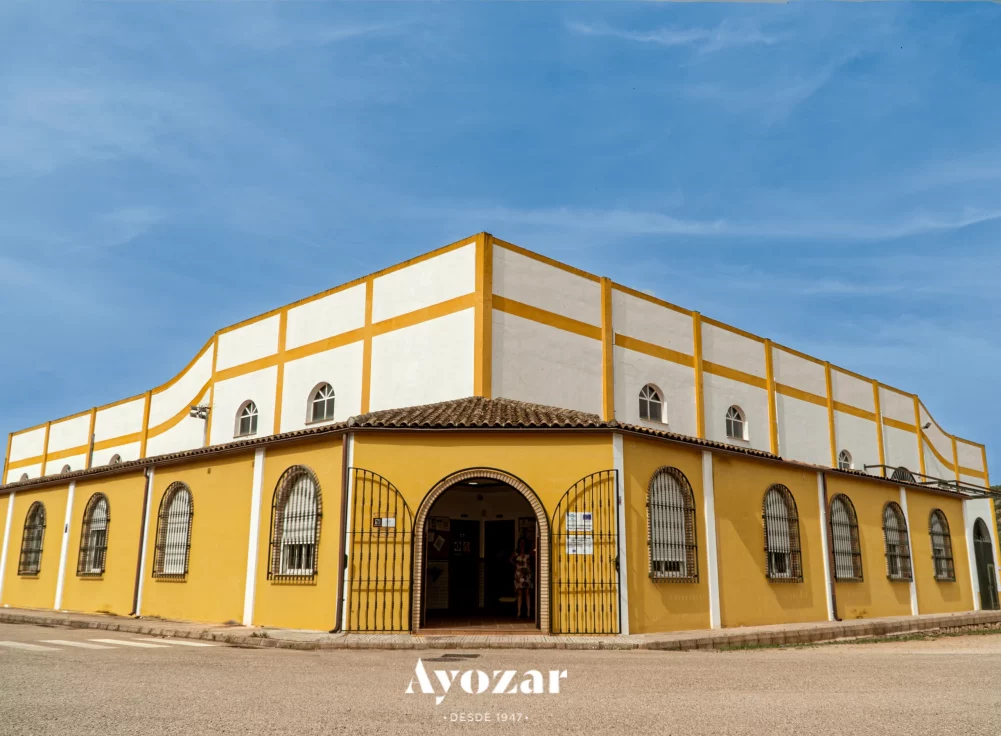 comprar-aove-en-almazara-por-que-es-la-mejor-eleccion-para-tu-salud-y-tu-paladar