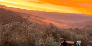 Recolecta de la aceituna picual