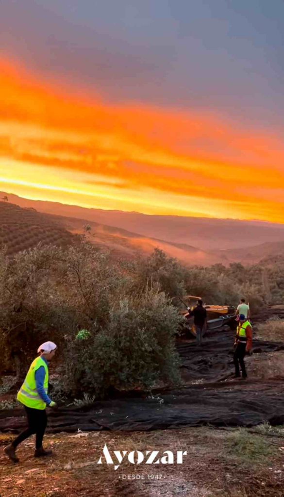 Recolecta de la aceituna picual